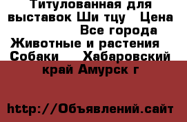 Титулованная для выставок Ши-тцу › Цена ­ 100 000 - Все города Животные и растения » Собаки   . Хабаровский край,Амурск г.